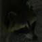 Borneo Raccoon