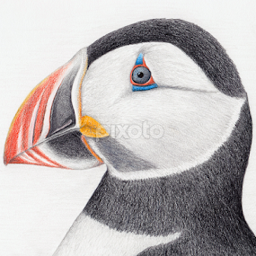 Atlantic Puffin by Terry Sohl - Drawing All Drawing