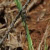 Blue-eyed Darner (female)