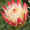 Giant Protea, Honeypot or King Sugar Bush. 