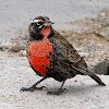 Long-tailed Meadowlark