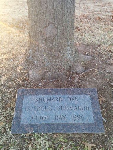 Schumard Oak