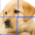 Puzzles in English: Animals Download on Windows