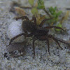 Wolf Spider, female with egg sac