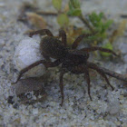 Wolf Spider, female with egg sac