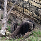 Anteater
