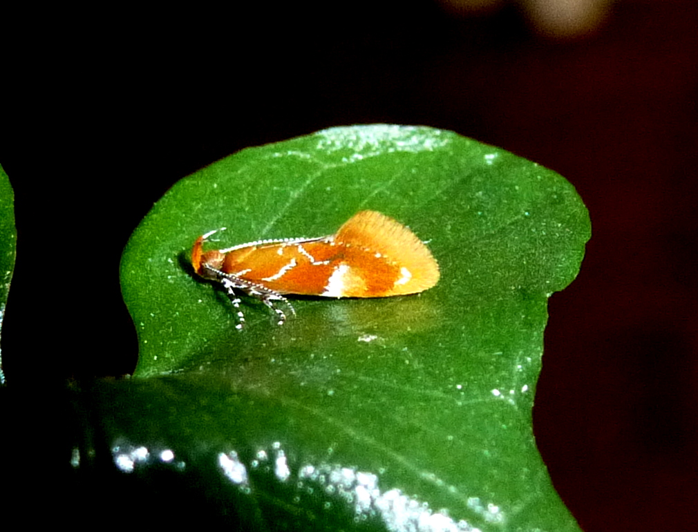 Orange-headed Epicallima