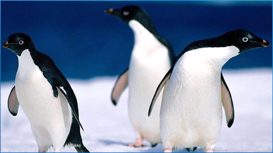 download Stunning Animals Wallpapers free