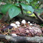 Cone Dwelling Fungus