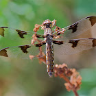 Common Whitetail (female)