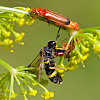 Common red soldier beetle + Unknown predator