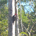 Crimson-Crested Woodpecker