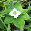 Bunchberry (Wildflower)