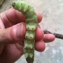 Tobacco Hornworm