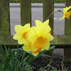Daffodil / Narcissus