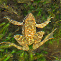 Iberian parsley frog,Sapillo Moteado Ibérico