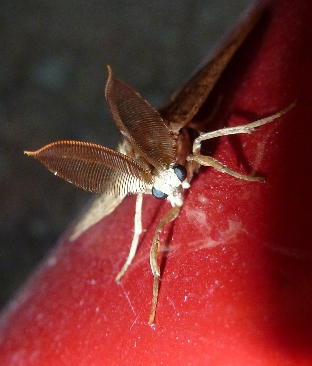 Gypsy Moth ♂