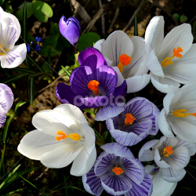 Dreaming About Spring by Rumiana Doncheva - Flowers Flower Gardens
