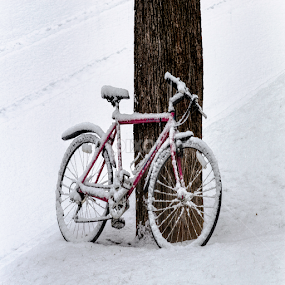 Bicycle in the Snow by David Stone - Transportation Bicycles