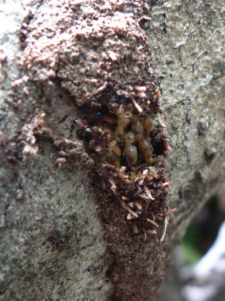 Termite trail