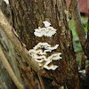 Unknown Fungus