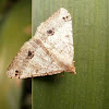 Dot-lined Angle Moth
