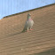 Pigeon, Rock Dove