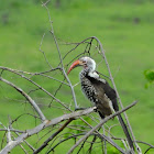 red hornbill