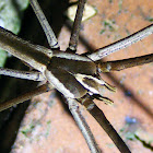 Rufous Net Casting Spider