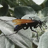 Tarantula Hawk (female)