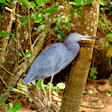 Little Blue Heron / Garça-azul
