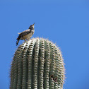Cactus Wren
