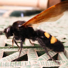 Scoliid wasp (♂)