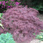 Japanese Maple (var Crimson Queen)