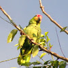 Red Lored (Amazon) parrot