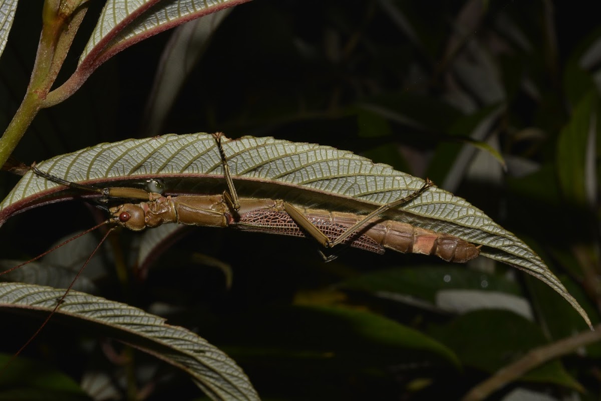 Winged Stick Insect - Female