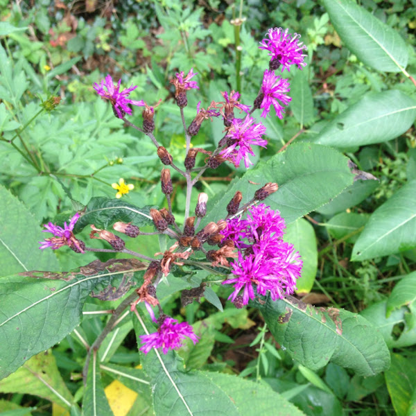 Tall Ironweed Project Noah