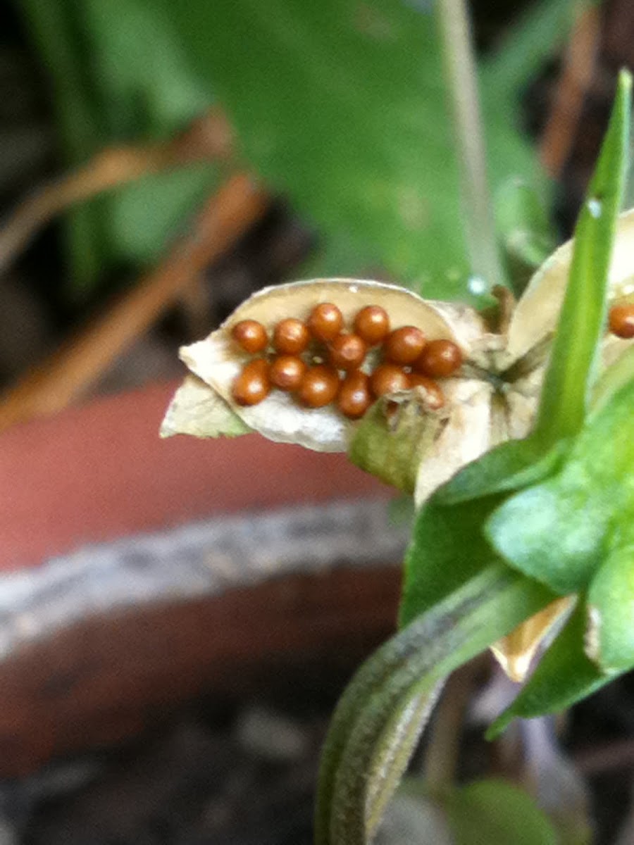 Viola Seeds in Pod