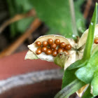 Viola Seeds in Pod