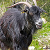 Anatolian Black Goat