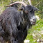Anatolian Black Goat