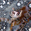NZ spider crab