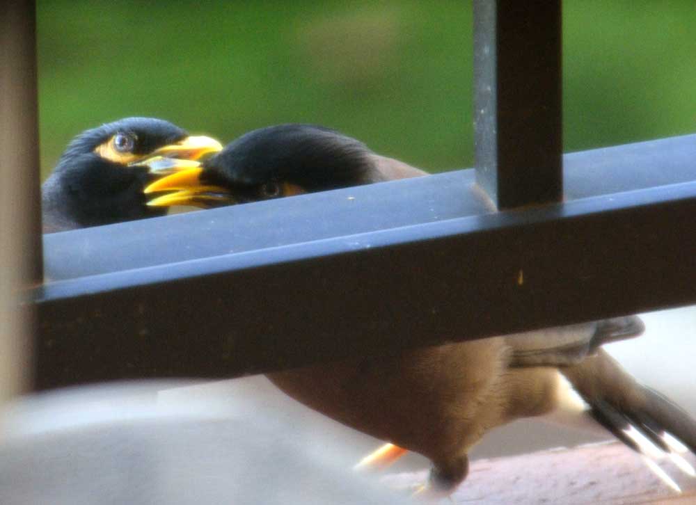 Common Myna