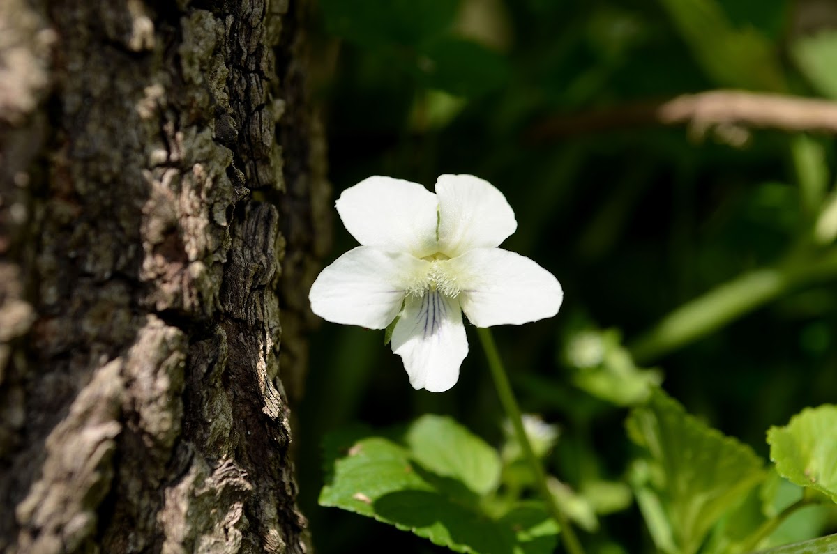 Pale Violet