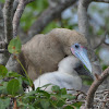 Red Footed Booby