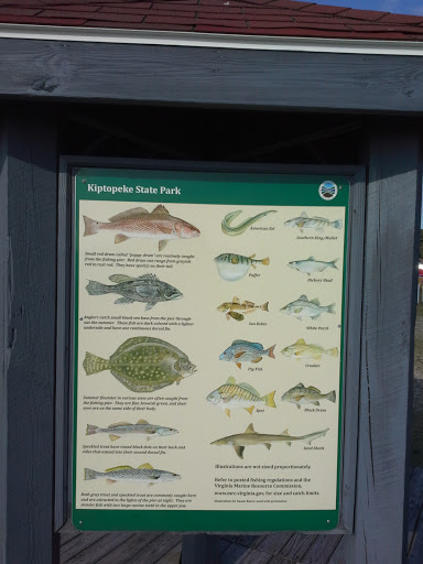 Kiptopeke State Park Fish Information
