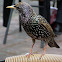 common starling