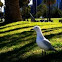 Silver Gull