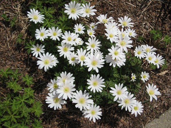 Anemone (white)