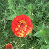 Zinnia